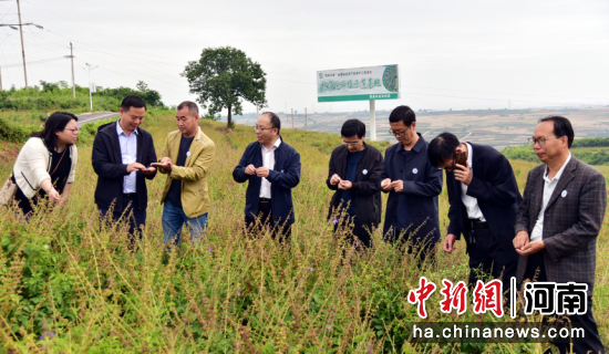 图为科技特派员走进田间，为民众传授农业种植技术。 嵩县县委统战部供图