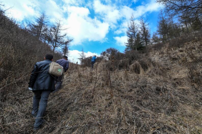 六盘山寻狼记