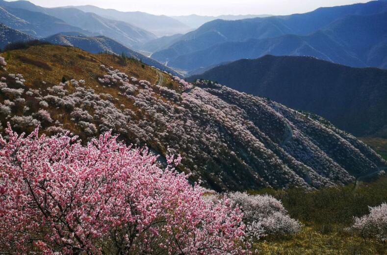 六盘山寻狼记